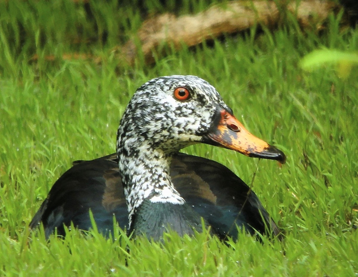 pižmovka bělokřídlá - ML631583225