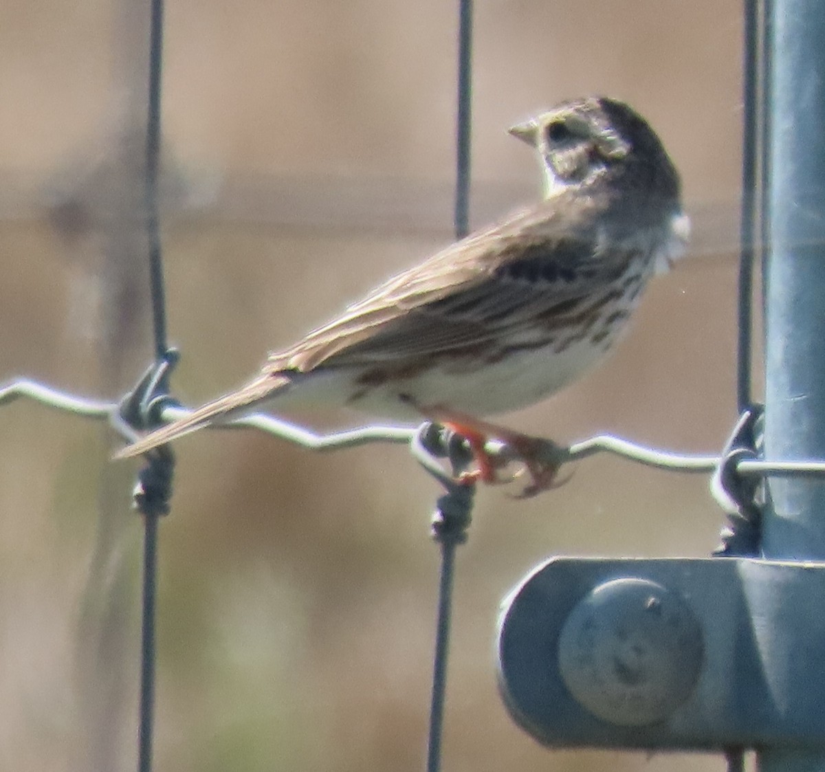 Savannah Sparrow - ML631583292