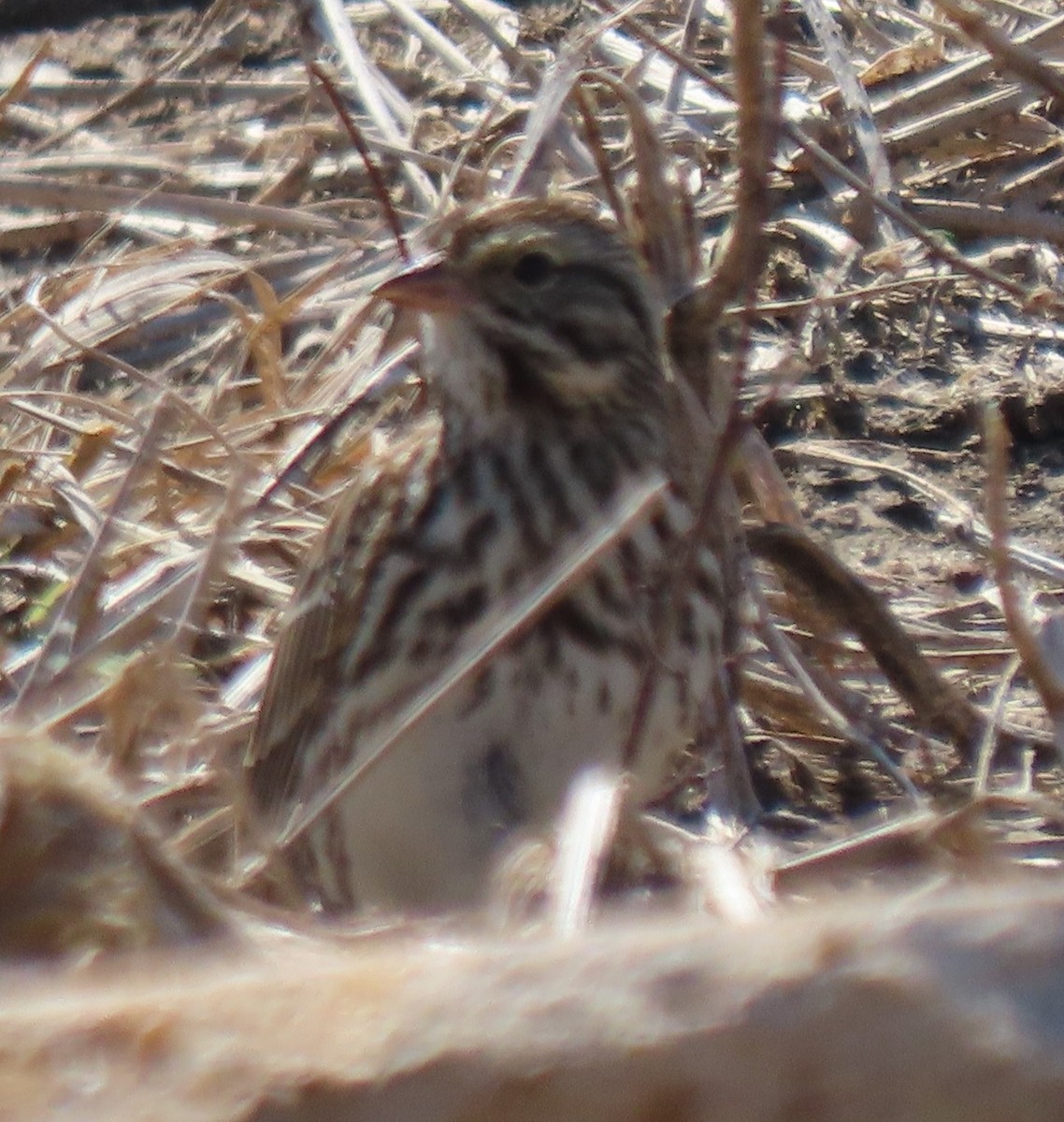 Savannah Sparrow - ML631583293