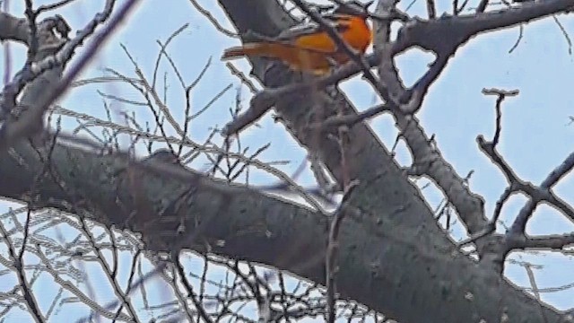 Baltimore Oriole - ML631583521