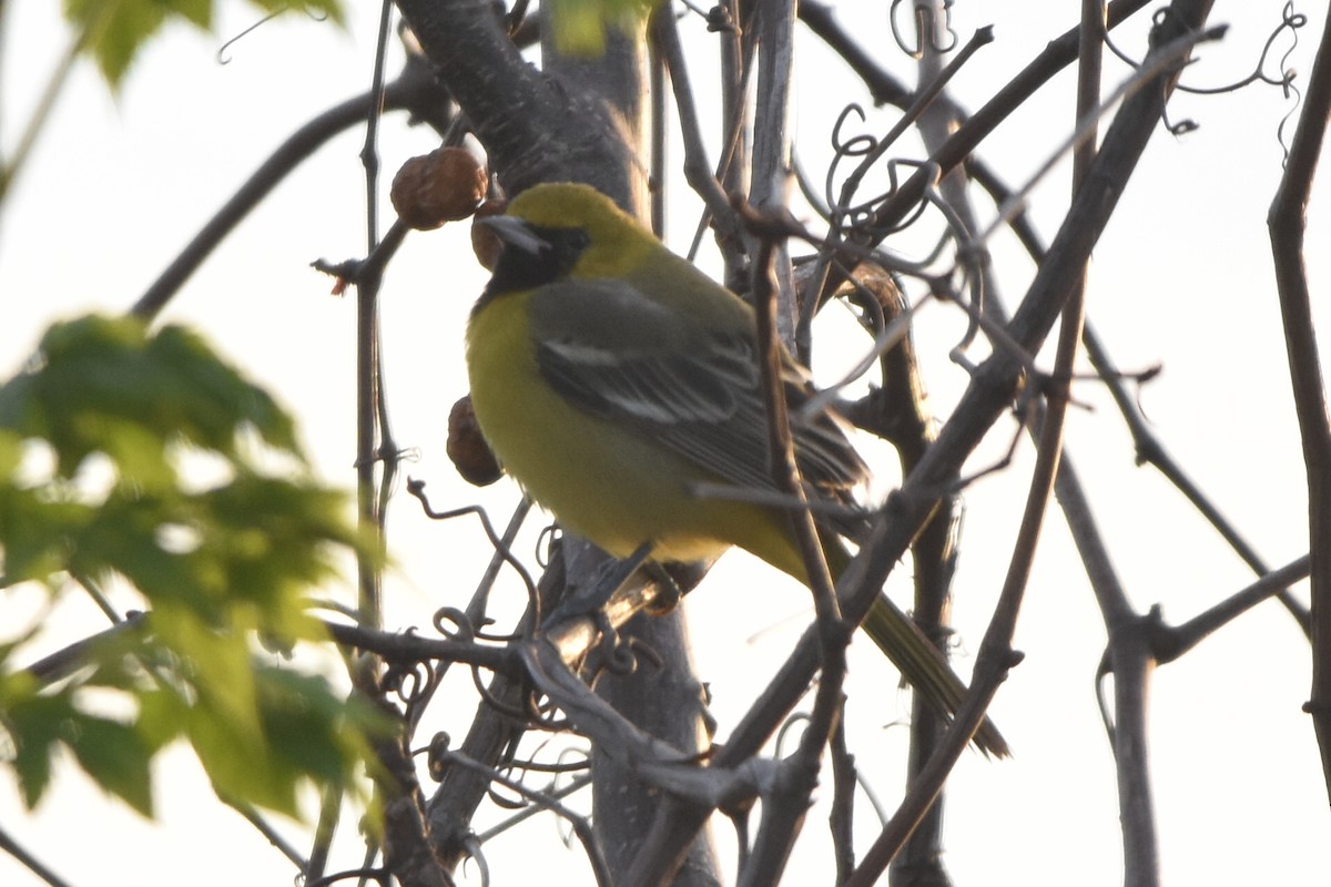 Orchard Oriole - ML631583612