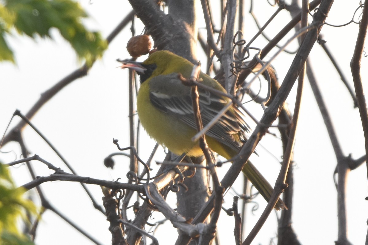 Orchard Oriole - ML631583613