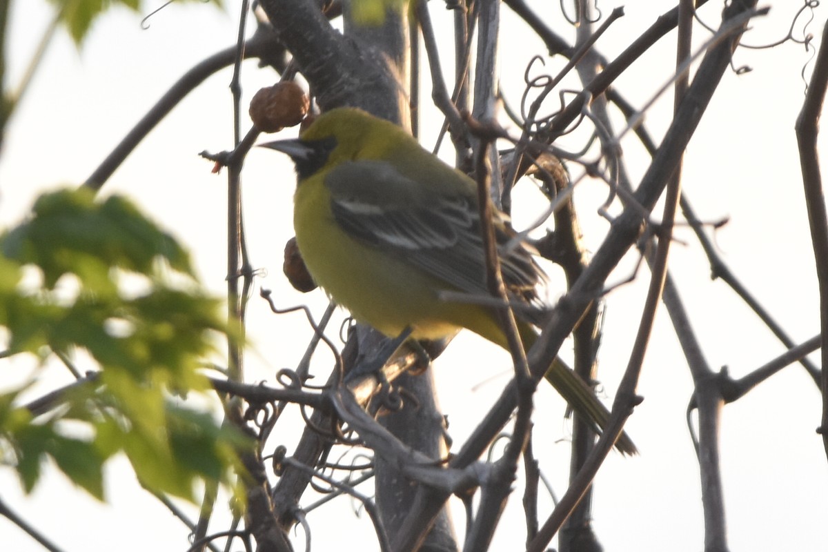 Orchard Oriole - ML631583614