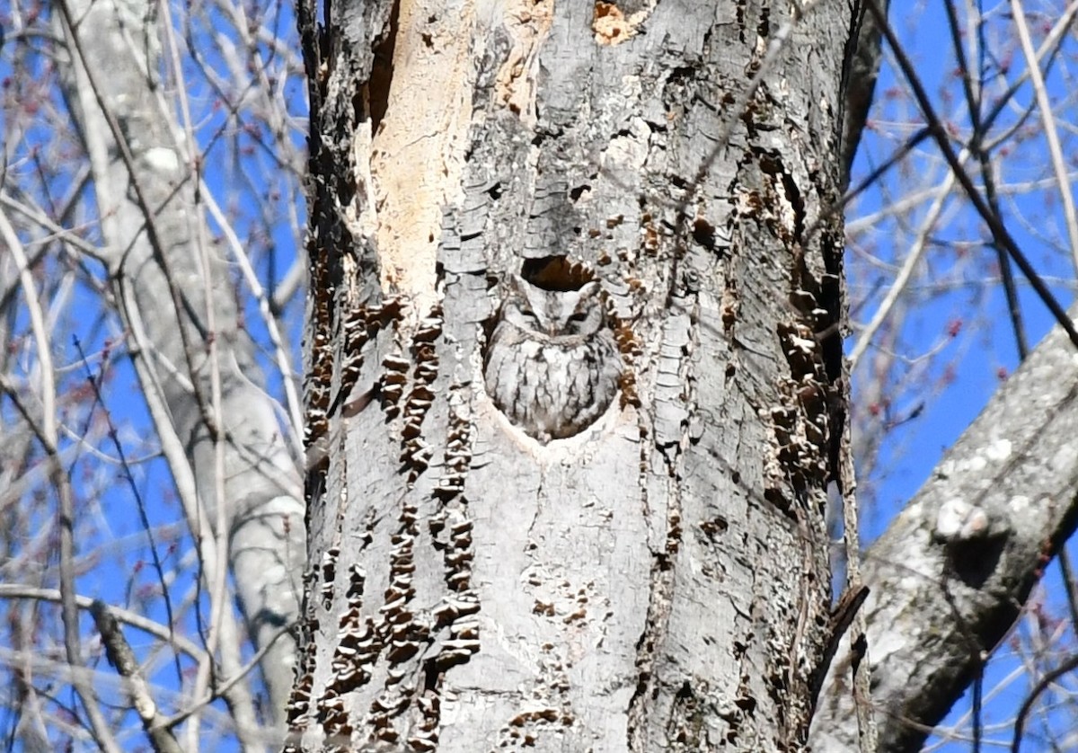 Eastern Screech-Owl - ML631583999