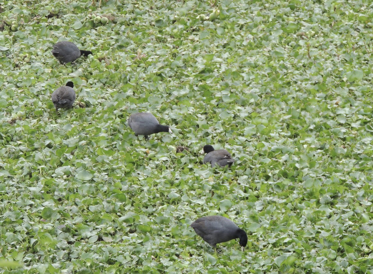 American Coot - ML631584038