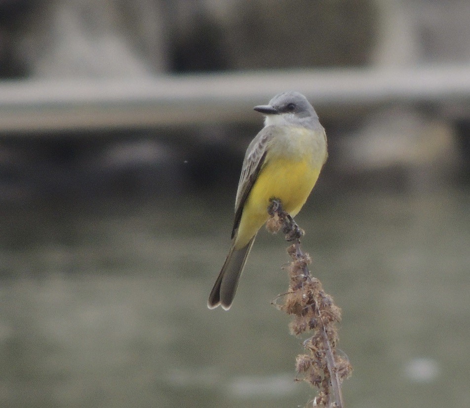 Tropical Kingbird - ML631584051