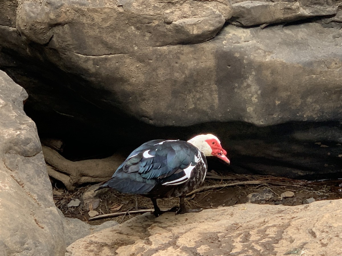 Muscovy Duck (Domestic type) - ML631584194