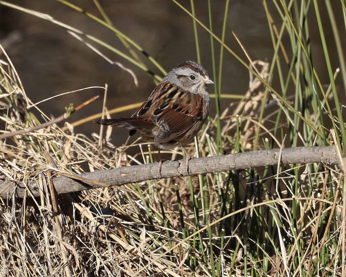 Swamp Sparrow - ML631584244