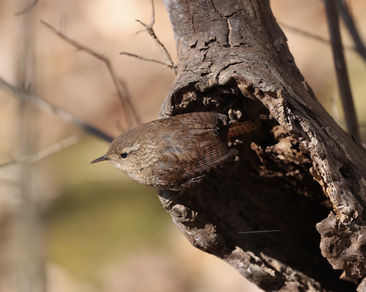 Winter Wren - ML631584260