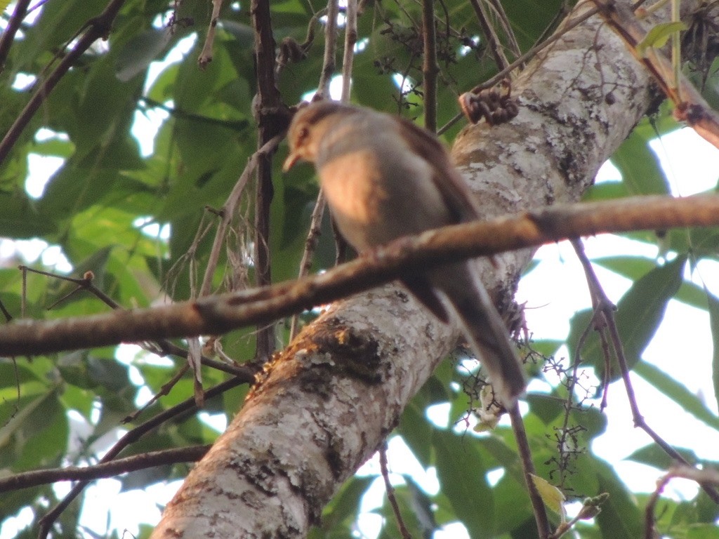 Brown-backed Solitaire - ML631584339
