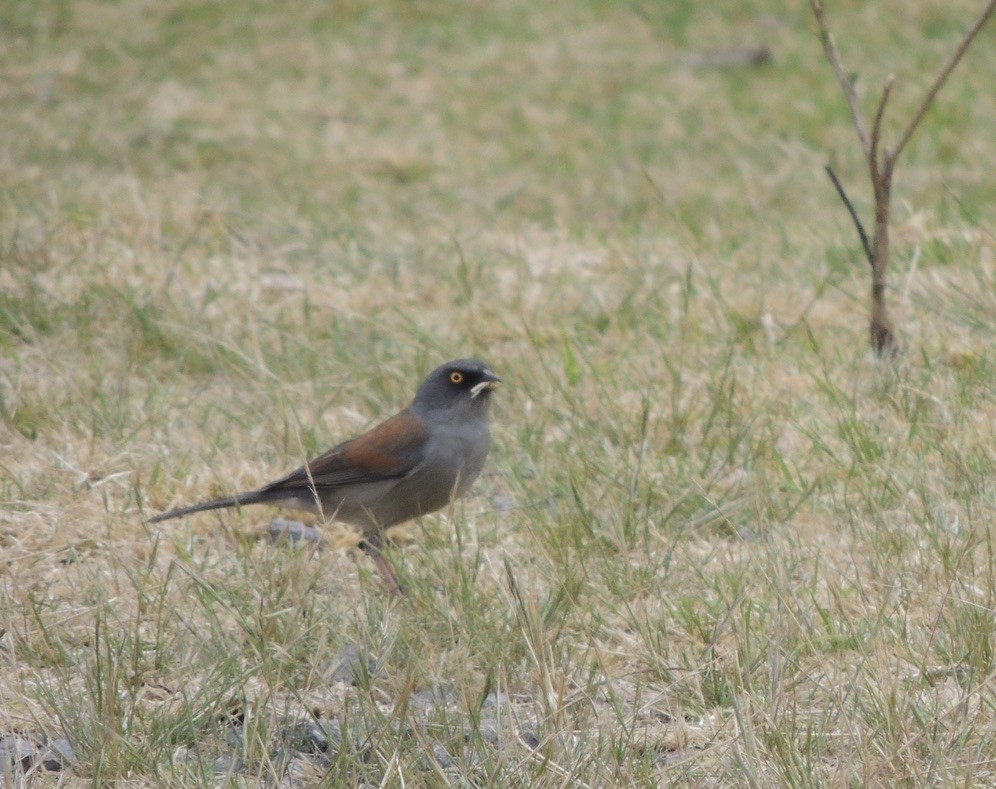 Yellow-eyed Junco - ML631584495