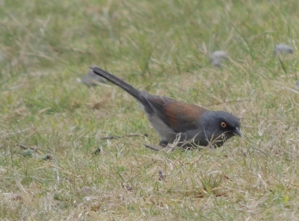 Yellow-eyed Junco - ML631584496