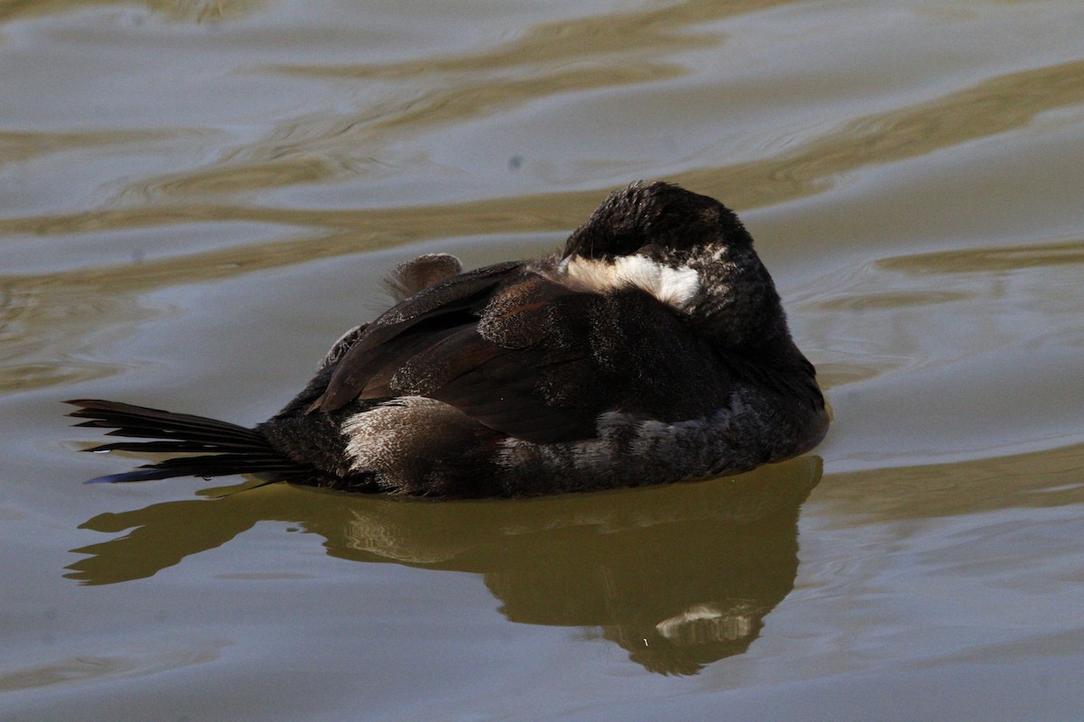 Ruddy Duck - ML631584742