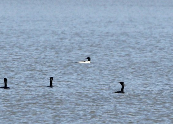 川秋沙 - ML631584778