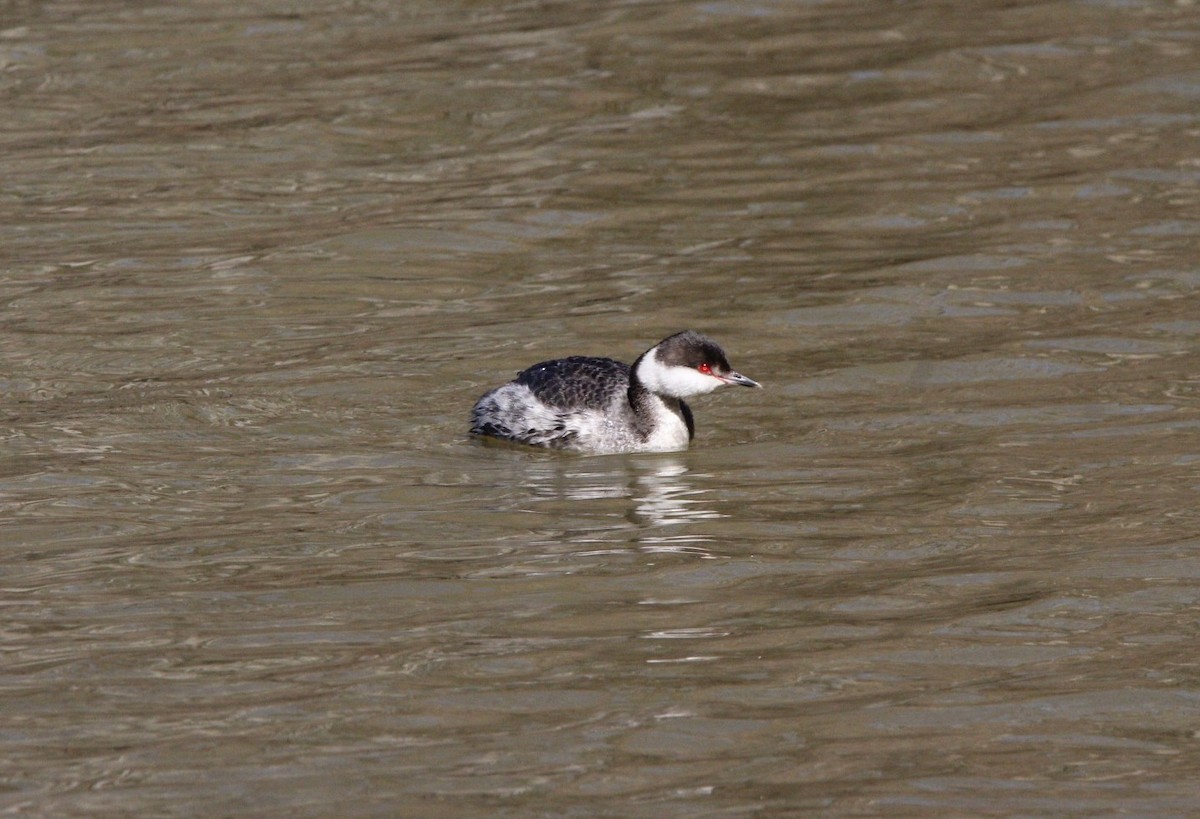 角鸊鷉 - ML631584785