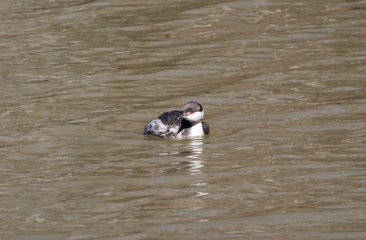 角鸊鷉 - ML631584793