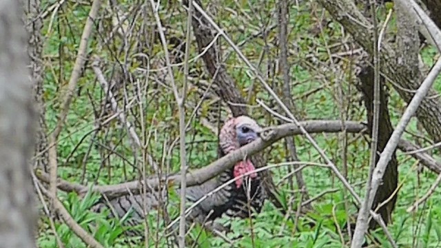 Wild Turkey - ML631584885