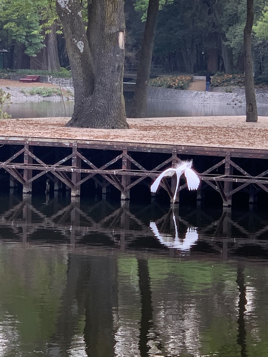 Great Egret - ML631584989