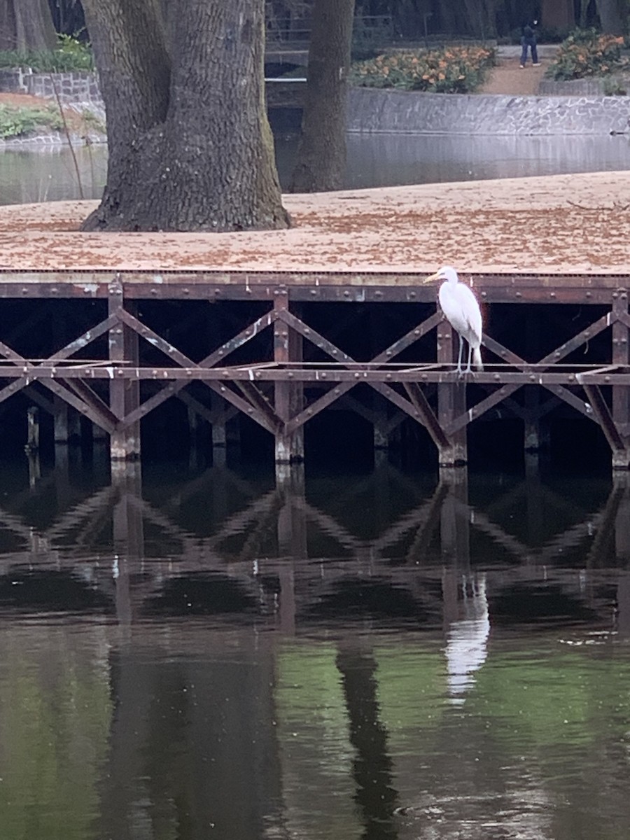 Great Egret - ML631584990