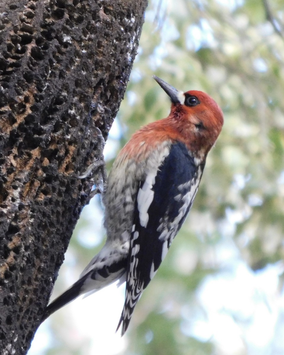 Red-breasted Sapsucker (daggetti) - ML631585034