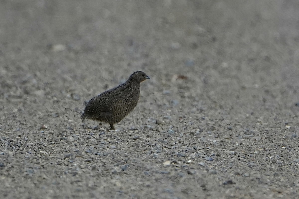 Brown Quail - ML631585044