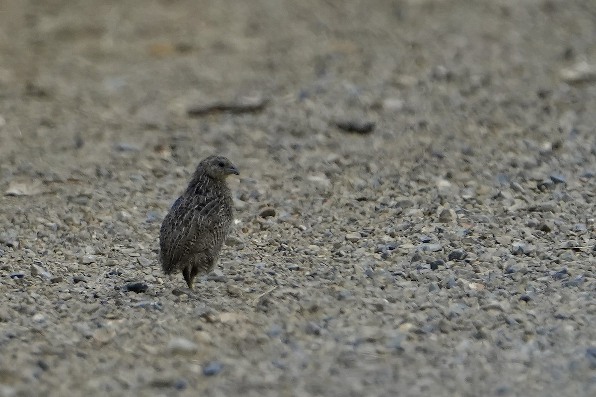 Brown Quail - ML631585045