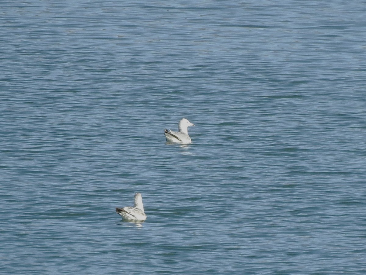 Ring-billed Gull - ML631585237