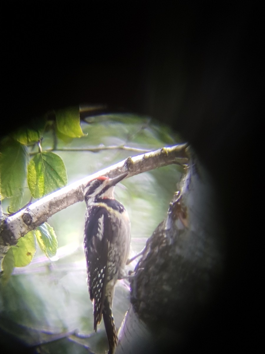 Yellow-bellied Sapsucker - ML63158531