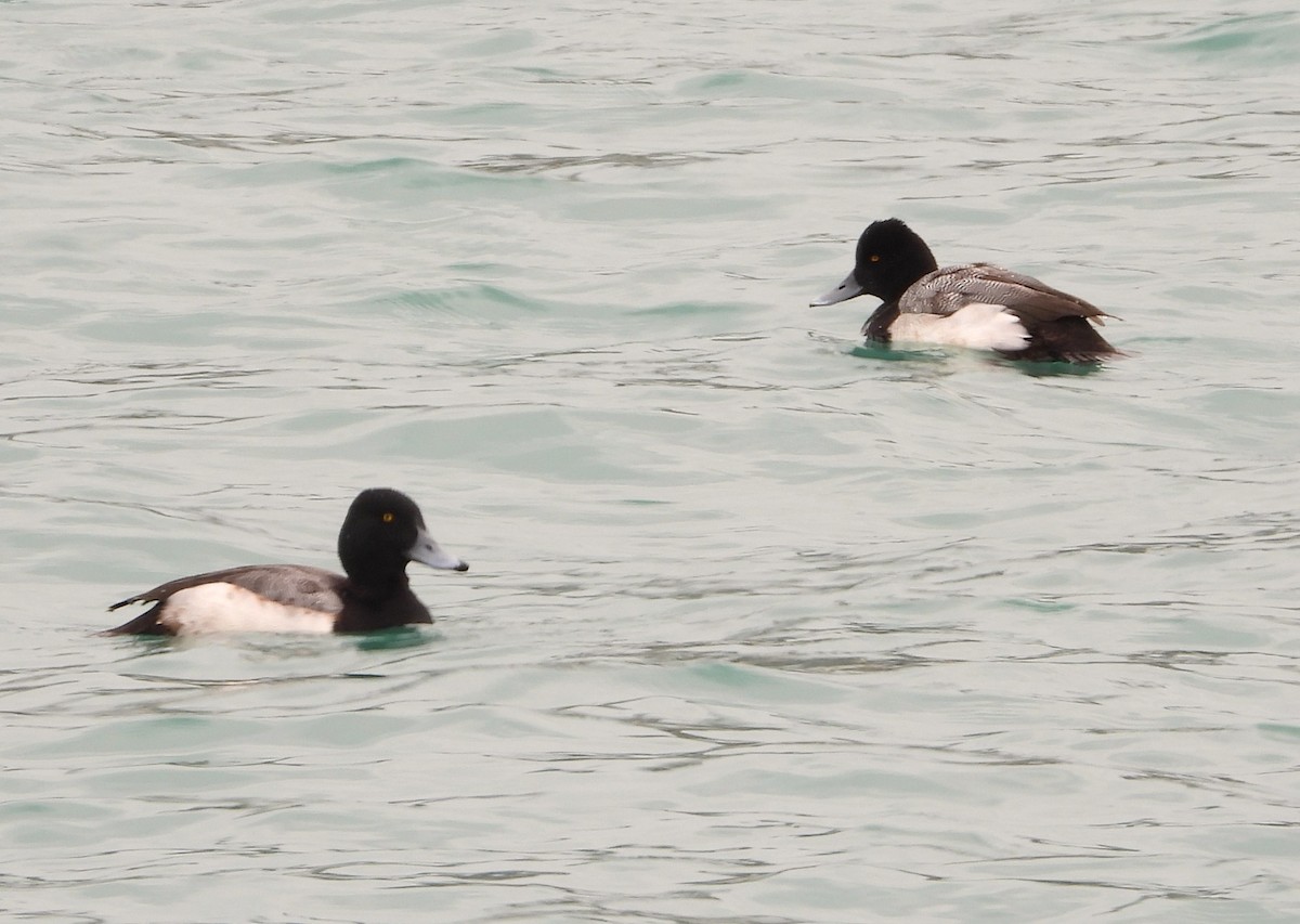 Greater Scaup - ML631585430