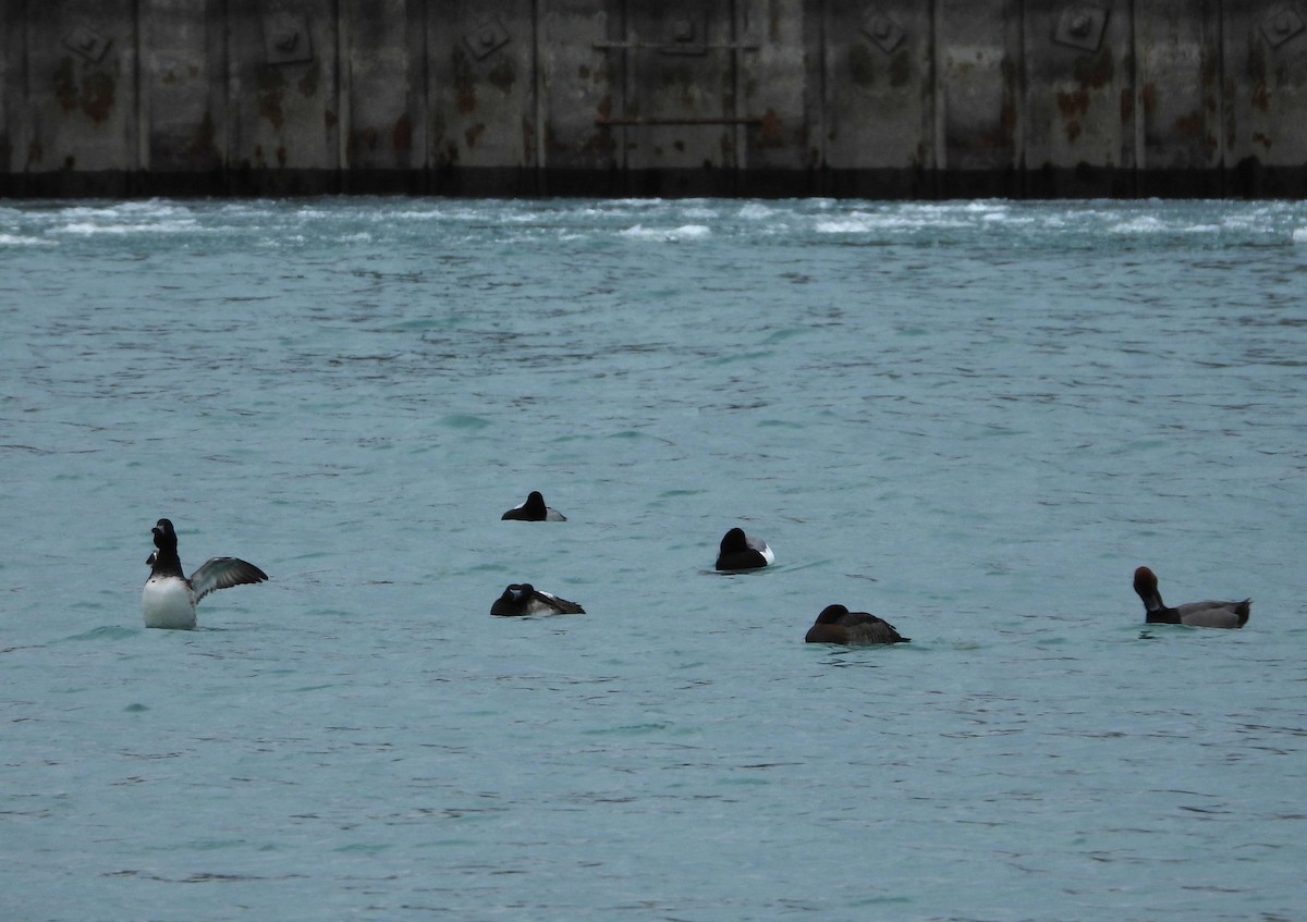 Greater Scaup - ML631585495