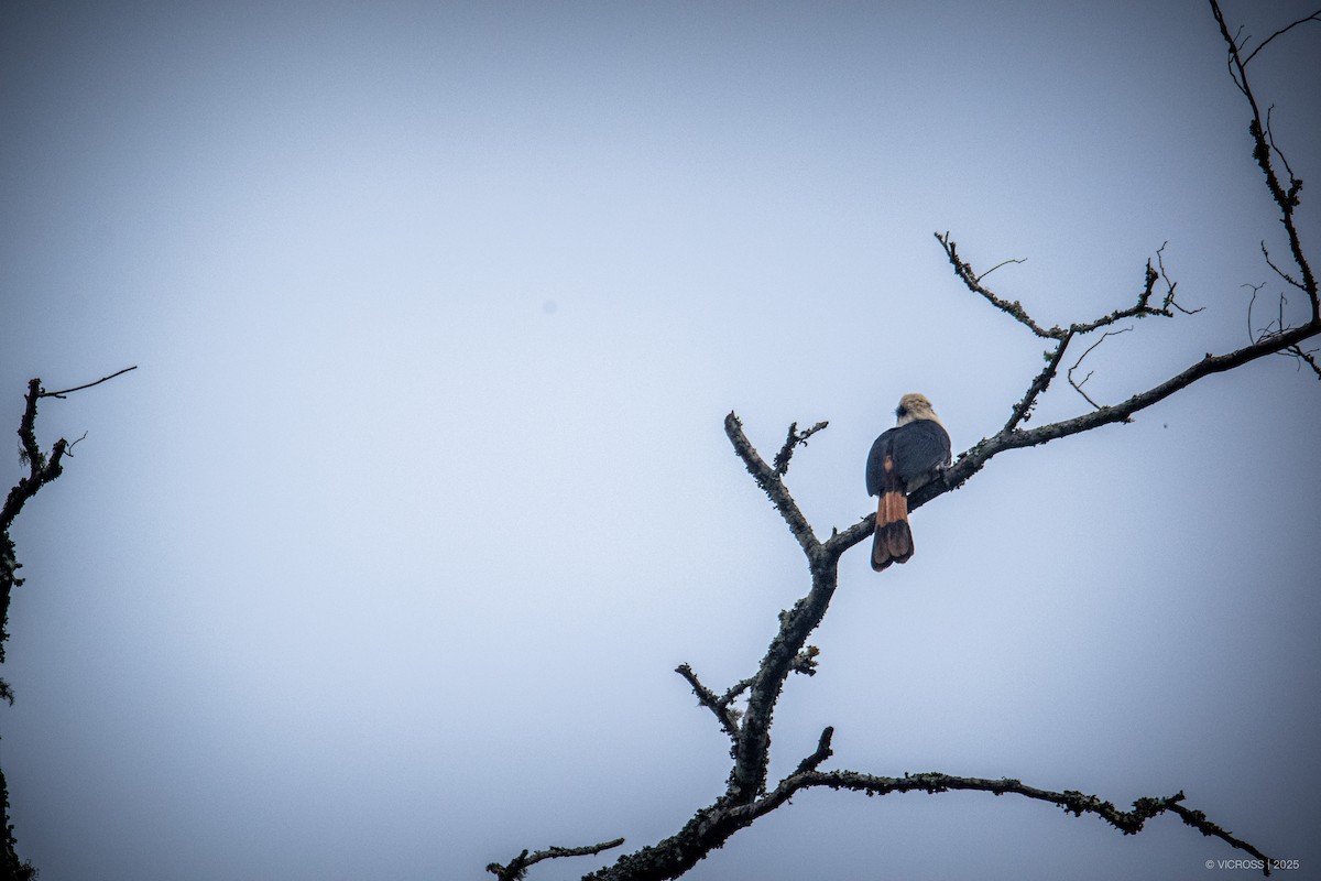 Mindanao Hornbill - ML631585657