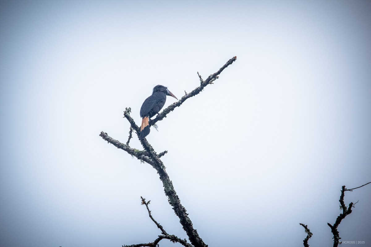 Mindanao Hornbill - ML631585659