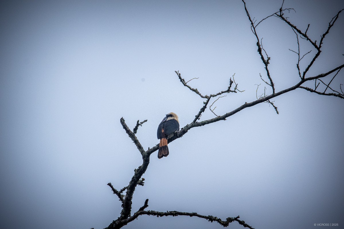 Mindanao Hornbill - ML631585663