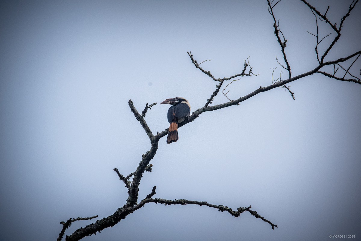 Mindanao Hornbill - ML631585666