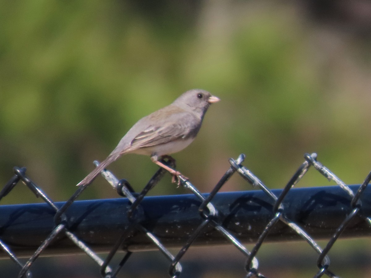 Dark-eyed Junco - ML631585778