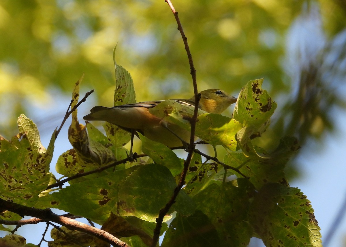 Bay-breasted/Blackpoll Warbler - ML631585853