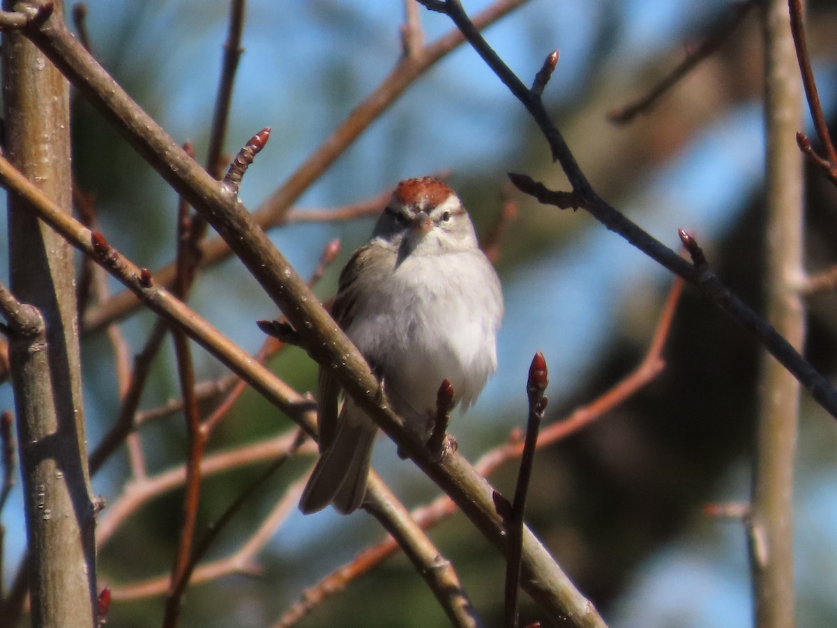 Chipping Sparrow - ML631585875
