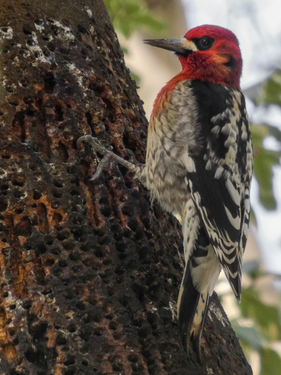 Red-breasted Sapsucker (daggetti) - ML631585961