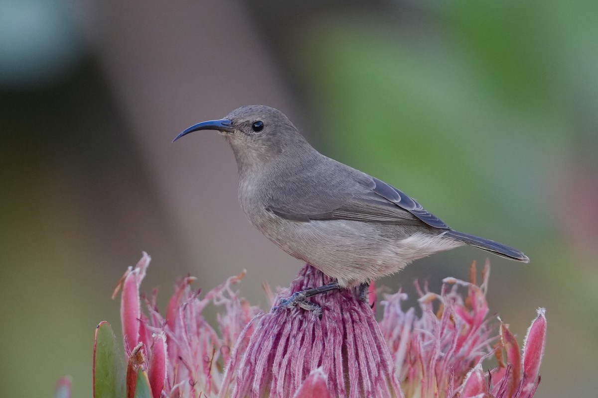 Southern Double-collared Sunbird - ML631586036