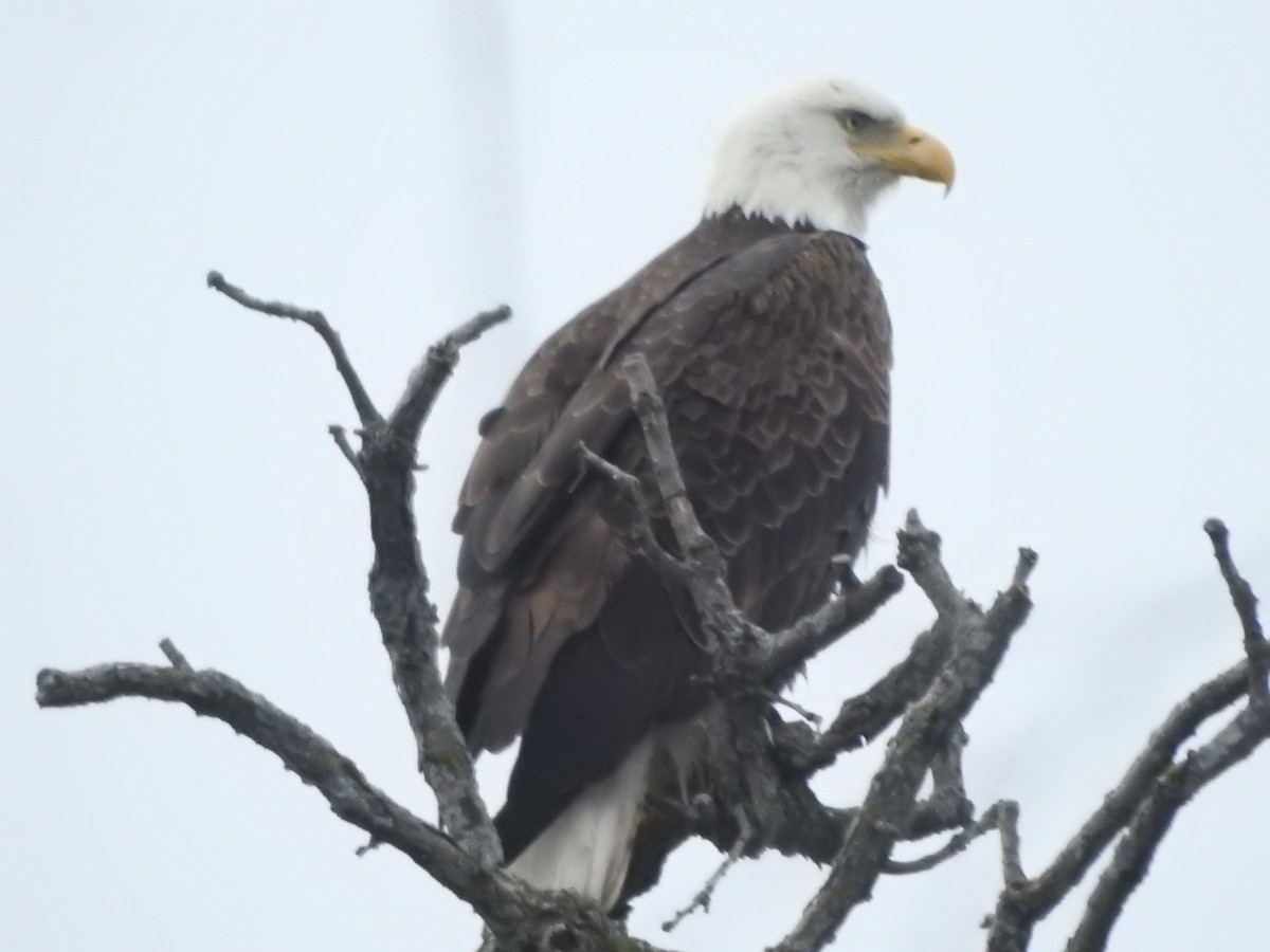 Bald Eagle - ML631586191