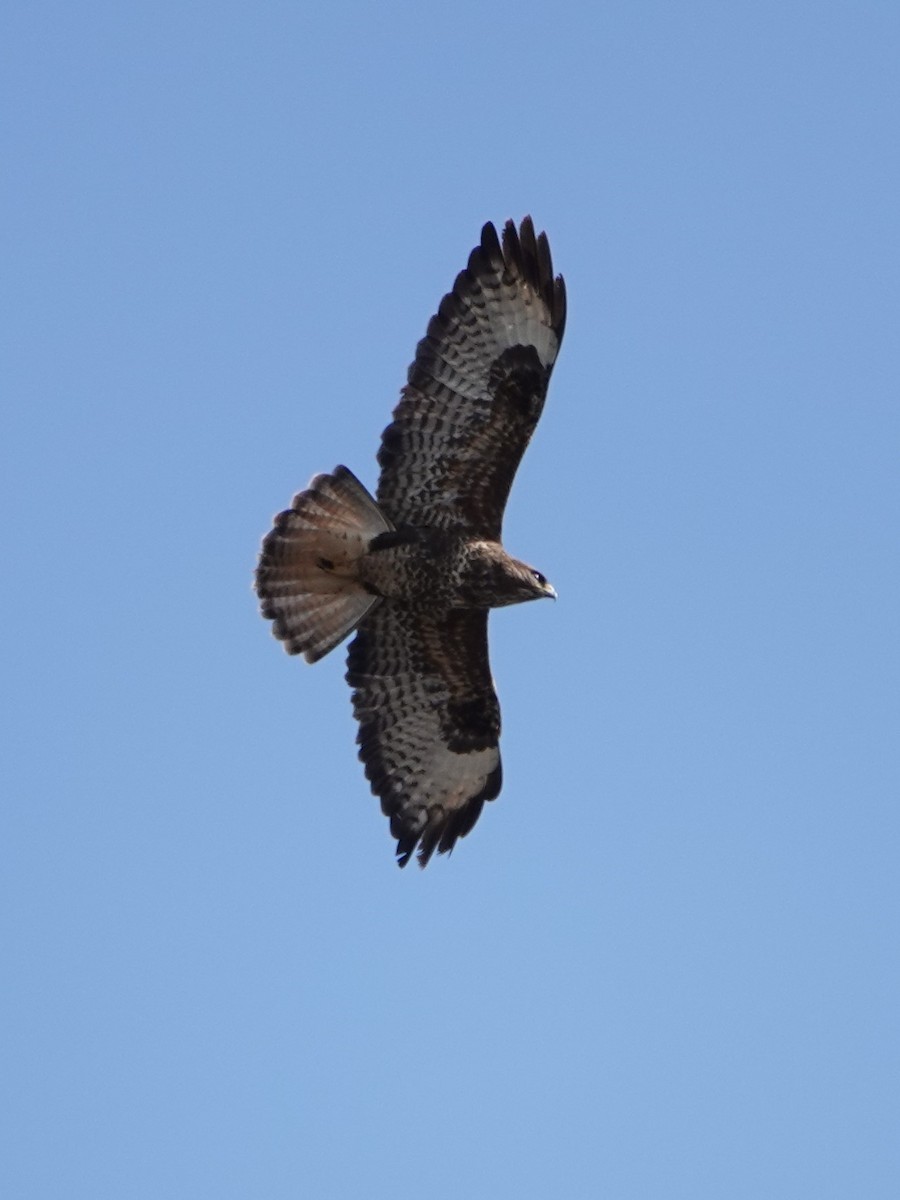 Common Buzzard - ML631586209