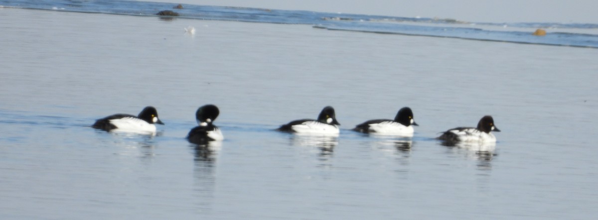 Common Goldeneye - ML631586293