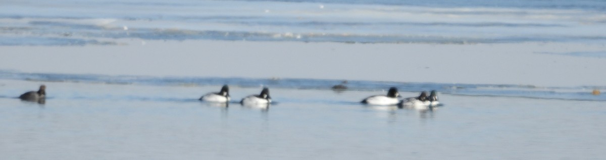 Common Goldeneye - ML631586295