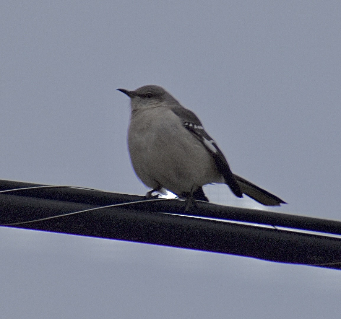Northern Mockingbird - ML631586298