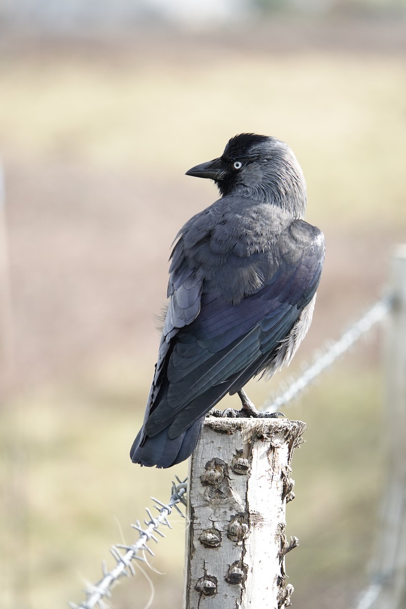 Eurasian Jackdaw - ML631586374