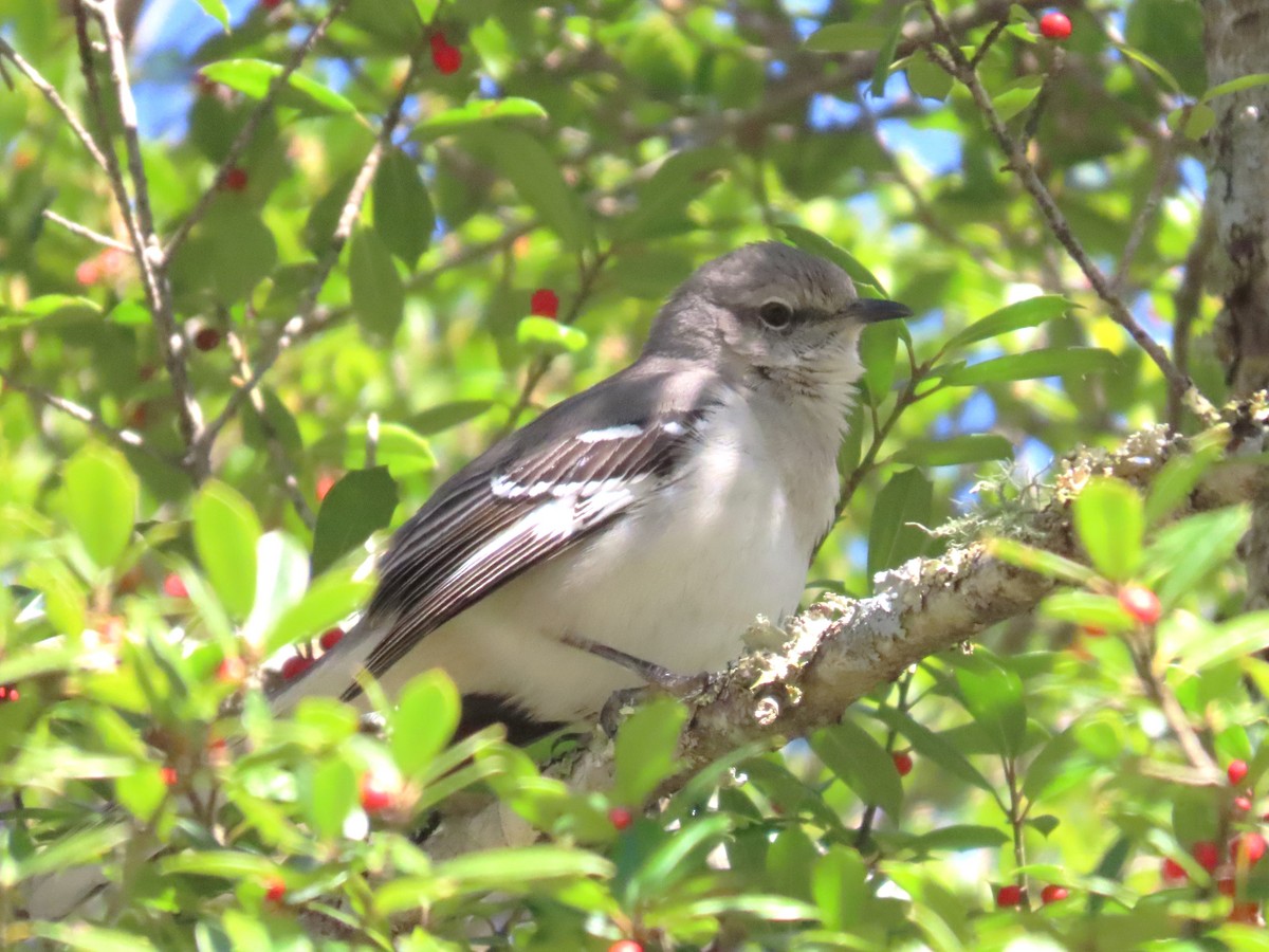 Northern Mockingbird - ML631586380