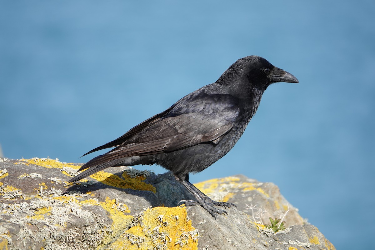 Carrion Crow - ML631586415