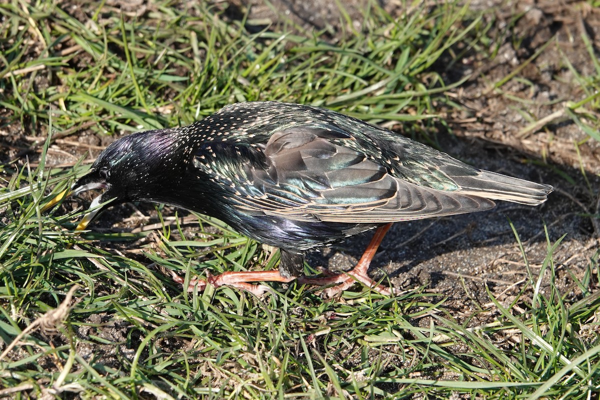European Starling - ML631586440