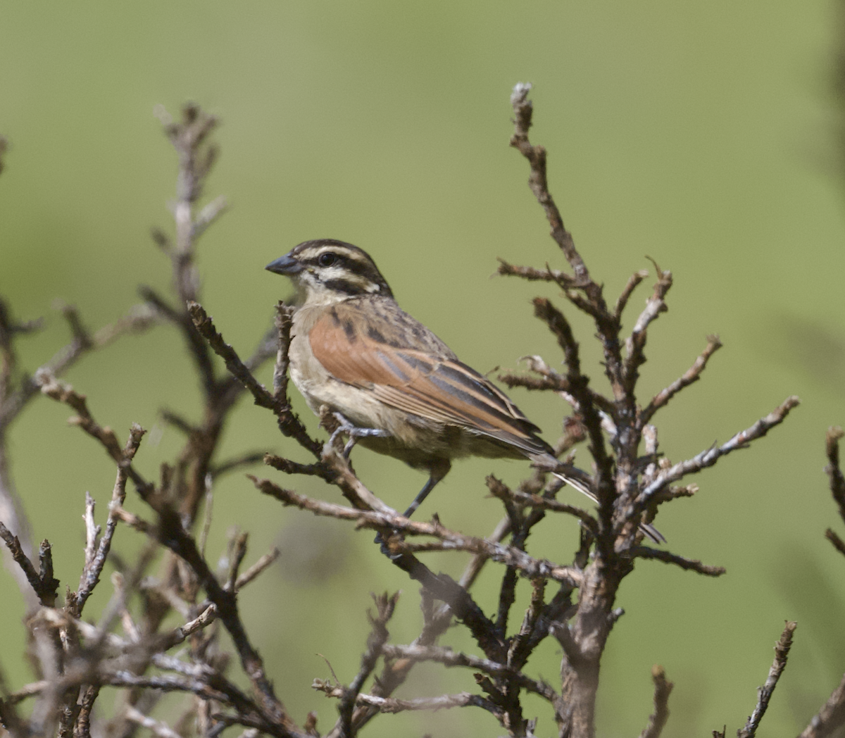 Cape Bunting (Cape) - ML631586442