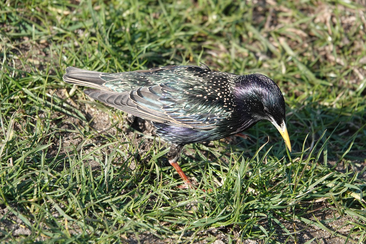 European Starling - ML631586452